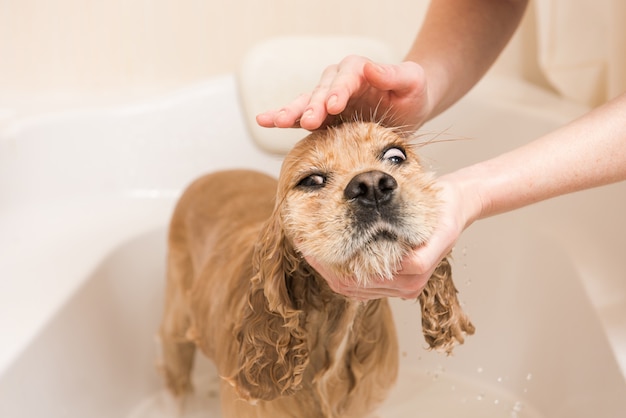 Mujer lava espuma de un perro