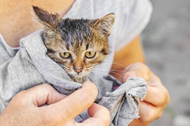 Mujer limpia gatito mojado con una toalla después de bañarse