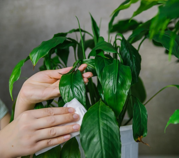 Una mujer limpiando el polvo doméstico de las hojas de las plantas de interior con un paño suave. Spathiphyllum en una olla blanca.