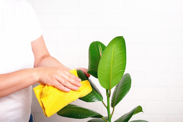 Mujer limpiando el polvo de la planta con un trapo