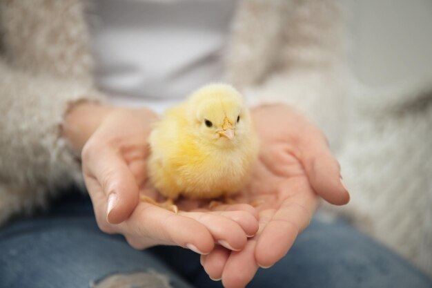 mujer, con, lindo, divertido, pollo, primer plano