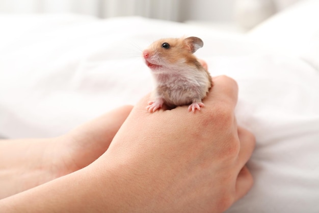 Mujer con lindo hámster pequeño en primer plano de la cama