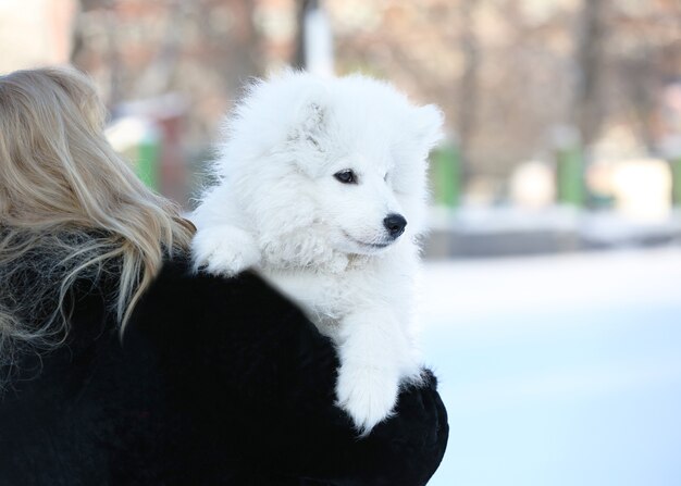 Mujer con lindo perro samoyedo al aire libre en día de invierno