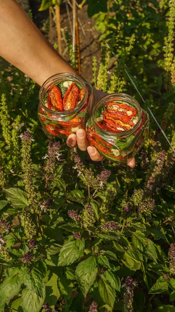 mujer madura enlatando tomates secos con albahaca y ajo en el patio trasero al atardecer