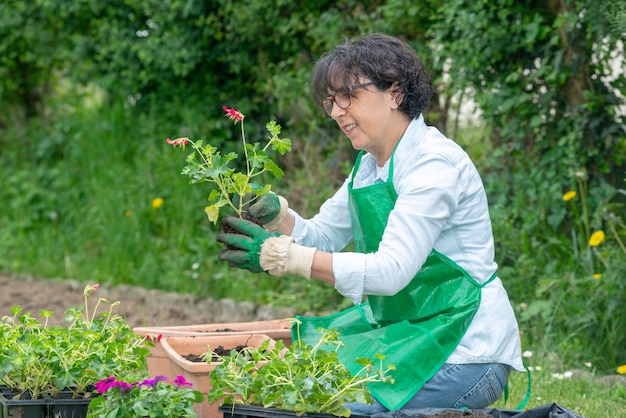 Mujer madura para macetas de flores de geranio