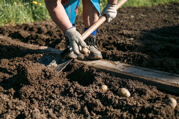 Mujer madura plantar papas en su jardín