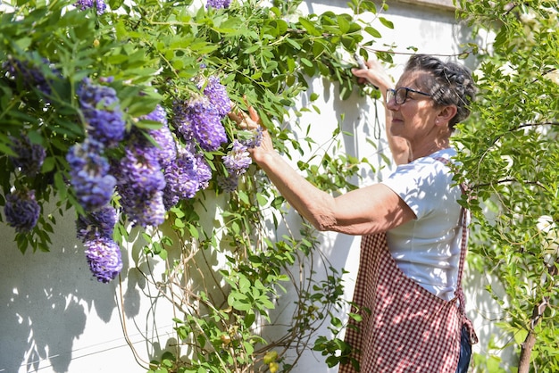 Mujer madura trabajando en el jardín de su casa tocando glicinas