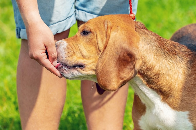 Mujer con mano alimenta a su perro. Cuidando a los animales