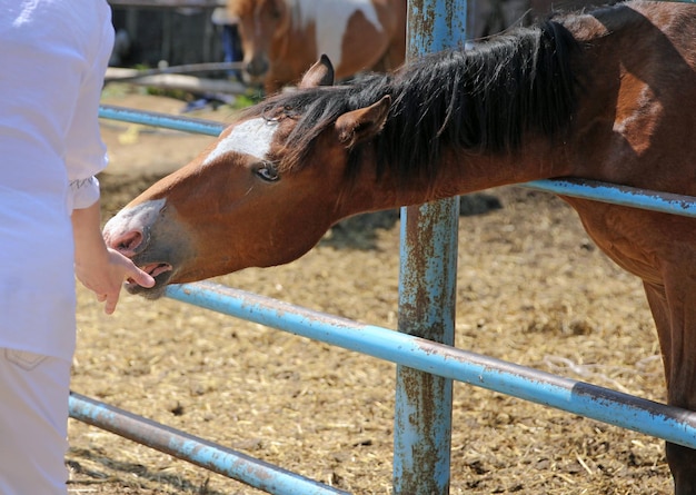 Mujer mano alimentando caballo marrón en el establo