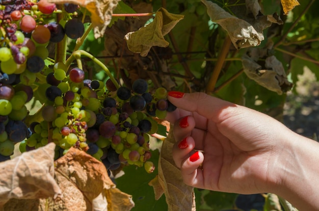 mujer, mano, pickingholding, racimo, de, vino, uvas, en, viña