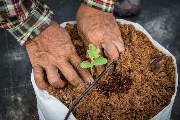 mujer de la mano que siembra la planta de semillero de la sandía en invernadero.