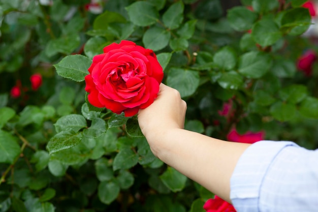 Mujer mano rosal rojo