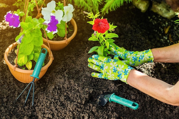 Mujer manos floristería trabajando en invernadero con herramientas de jardinería