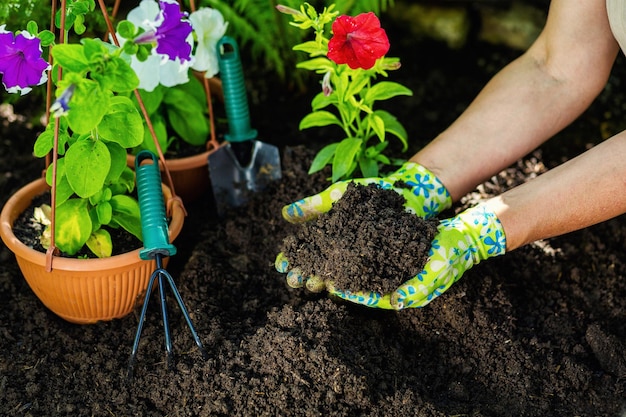 Mujer manos floristería trabajando en invernadero con herramientas de jardinería