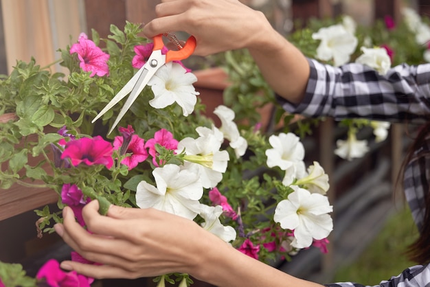 Mujer manos podando plantas en macetas al aire libre.