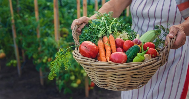 Mujer mayor cosechando verduras en el jardín Enfoque selectivo