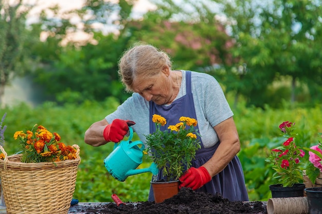 Mujer mayor está plantando flores en el jardín Enfoque selectivo