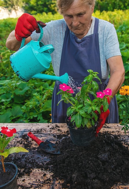 Mujer mayor está plantando flores en el jardín Enfoque selectivo