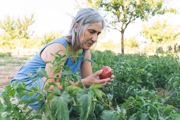 Mujer mayor, en, huerto, con, tomates