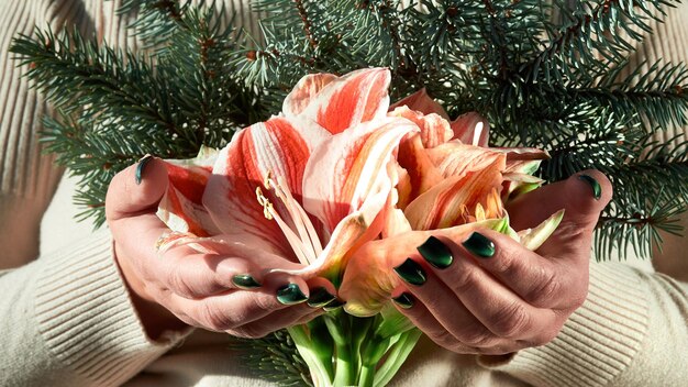 Mujer mayor irreconocible sostiene flores de invierno de amarilis y ramitas de abeto en las manos con manicura