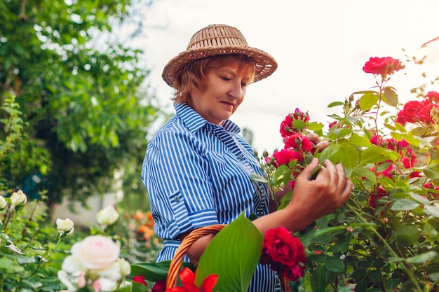 Mujer mayor que controla las flores en jardín. Mujer de mediana edad admirando el arbusto de rosas. Concepto de jardinería