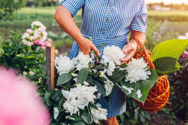 Mujer mayor que recolecta las flores en jardín Ancianos jubilados cortando peonías con podadora