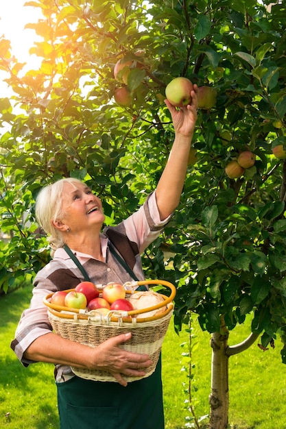 Mujer mayor recogiendo manzanas