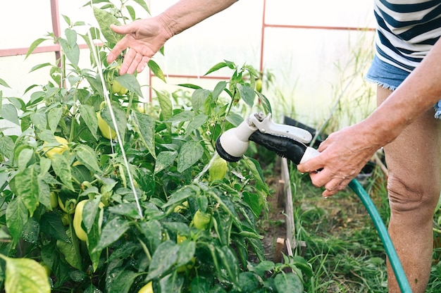 Mujer mayor regar las verduras inmaduras en el invernadero