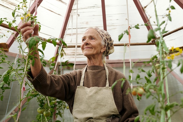 Mujer mayor sonriente con tocado y delantal cuidando las plantas de tomate