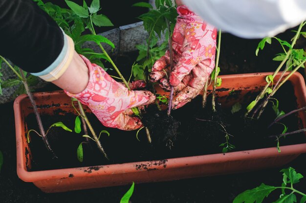 Mujer de mediana edad plantando plántulas de tomate en un invernadero