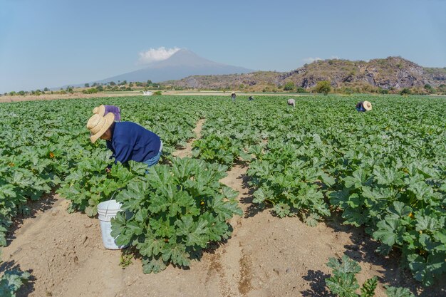 Mujer mexicana recolectando cosecha de calabacín en el campo