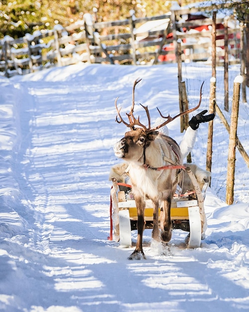 Mujer mientras paseo en trineo tirado por renos en invierno Rovaniemi, Laponia, Finlandia