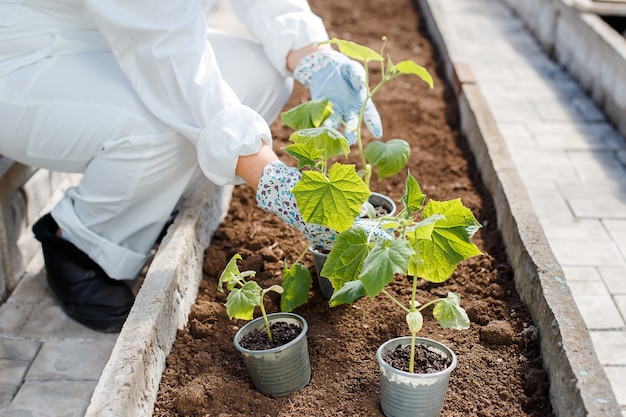 Una mujer con un mono blanco se prepara para plantar una plántula de pepino joven