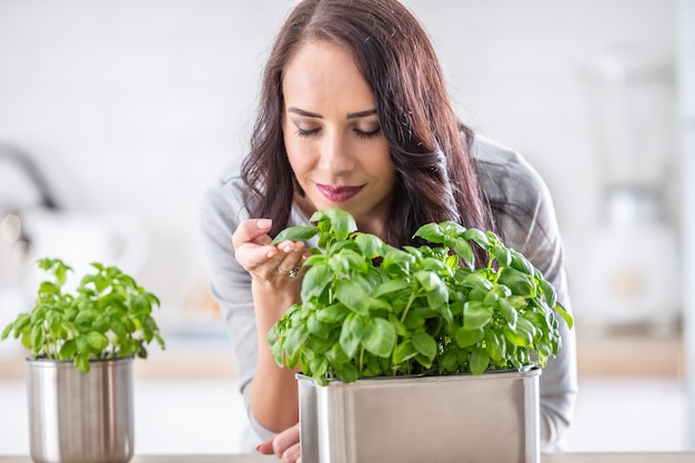 Mujer morena joven sosteniendo y oliendo albahaca verde preciosa en su cocina.