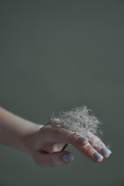 Mujer mujer mano con manicura sosteniendo una flor de diente de león Estética concepto mínimo