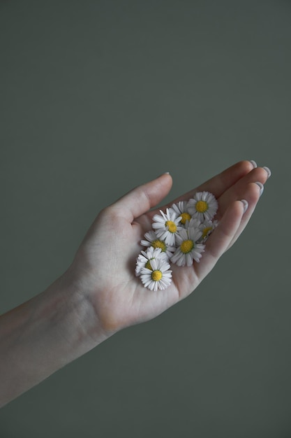 Mujer mujer mano con manicura sosteniendo margaritas flores de manzanilla Estética concepto mínimo