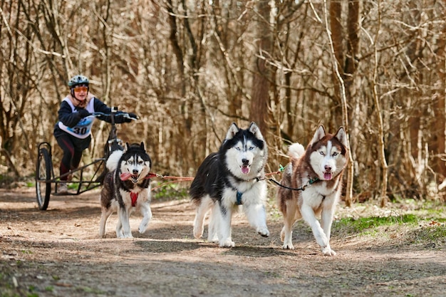 Mujer musher paseos en carro de tres ruedas con tres perros de trineo Husky siberiano en arnés en el bosque