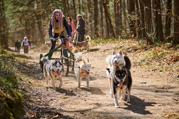 Mujer musher paseos en carro de tres ruedas con tres perros de trineo Husky siberiano en arnés en el bosque