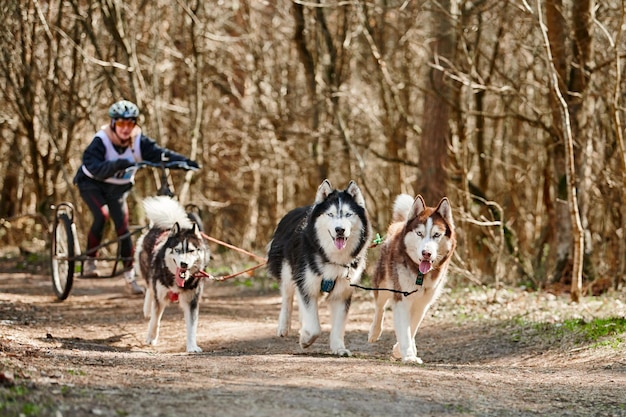 Mujer musher paseos en carro de tres ruedas con tres perros de trineo Husky siberiano en arnés en el bosque