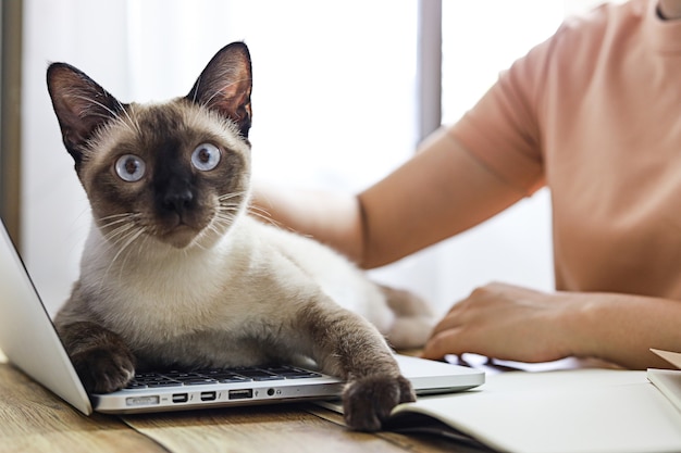 Mujer de negocios trabajando desde casa con gato.