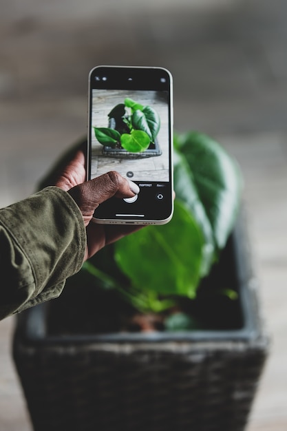 Mujer negra con smartphone para tomar una foto de la planta