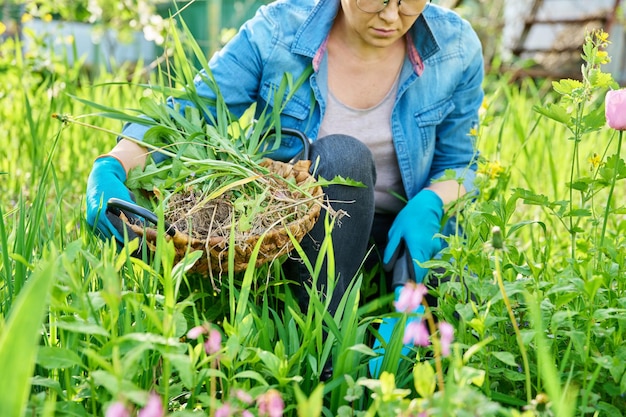 Mujer con pala de jardín en guantes malas hierbas en lecho de flores con flores de primavera florecientes