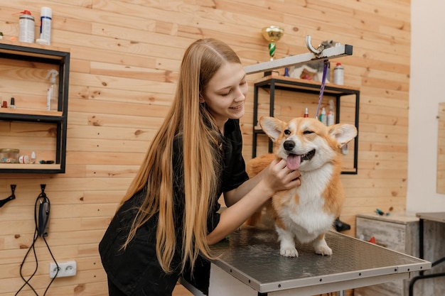 Mujer peluquera peinando la piel del perro Welsh Corgi Pembroke con peine después de bañarse y secarse en el salón de aseo