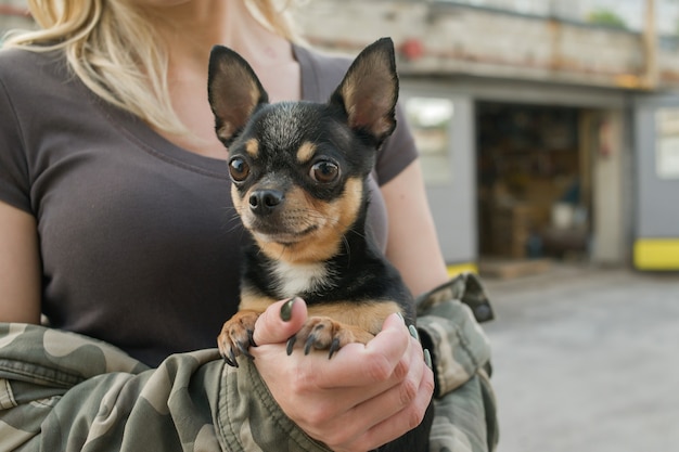 Mujer y perro. Chihuahua en brazos de una niña. canino perrito doméstico
