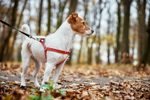 Mujer con perro a pie en el parque de otoño
