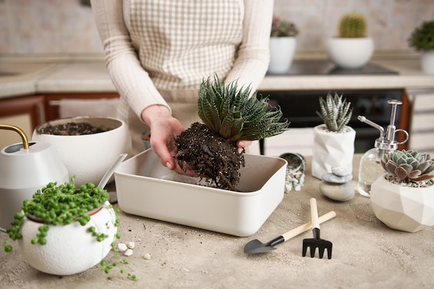 Mujer con una planta de aloe aristata con raíces para replantar