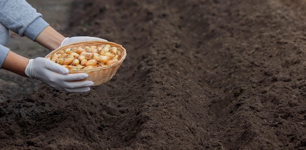 Una mujer planta cebollas en una granja enfoque selectivo naturaleza