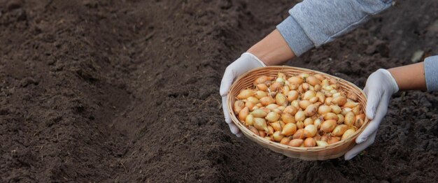 Una mujer planta cebollas en una granja enfoque selectivo naturaleza