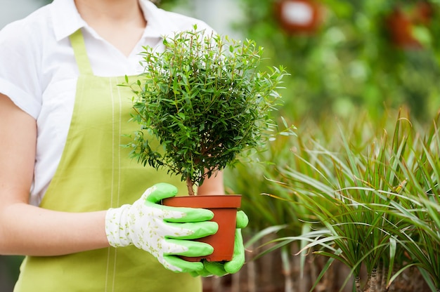 Mujer con planta en maceta. Imagen recortada de mujer en uniforme sosteniendo una planta en maceta mientras está de pie en un invernadero