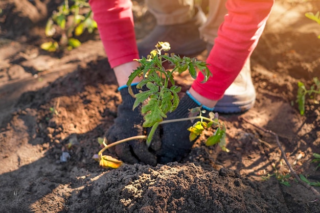 Una mujer planta plántulas de tomate en el suelo en el jardín el día de primavera al atardecer